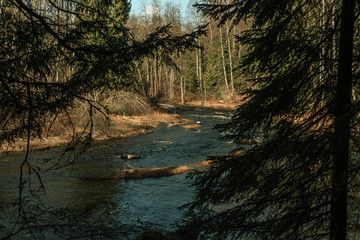 Fototapeta premium River flows through the pine forest
