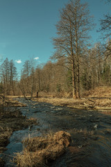 Stream running through the spring forest