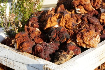First spring mushrooms Morel, true Morchella or Black Morel Mushroom, Gyromitra esculenta on wooden box on natural background