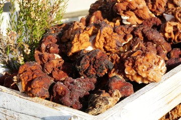 First spring mushrooms Morel, true Morchella or Black Morel Mushroom, Gyromitra esculenta on wooden box on natural background