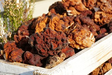 First spring mushrooms Morel, true Morchella or Black Morel Mushroom, Gyromitra esculenta on wooden box on natural background
