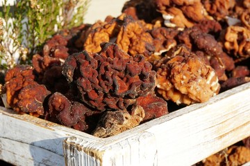 First spring mushrooms Morel (Gyromitra esculenta) on wooden box on natural background