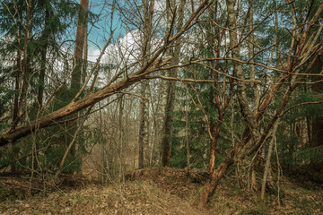 Fallen tree in the beautiful Russian forest