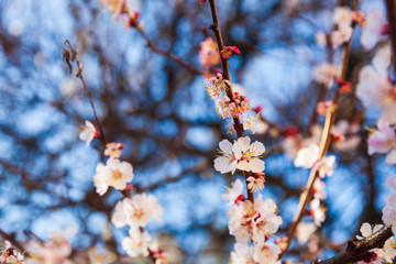 Blooming apricot in the spring.