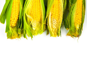 Corn isolated on a white background.