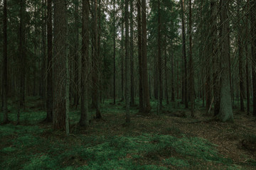 Fototapeta premium Foggy pine forest in the late evening