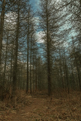 Obraz premium spring pine forest in fog