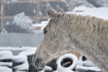 Horse and snowstorm on the street