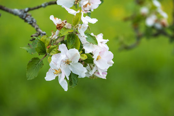 Nahaufnahme von Apfelblüten im Taunus