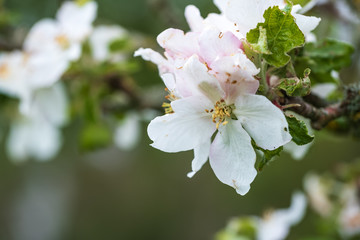 Nahaufnahme von Apfelblüten