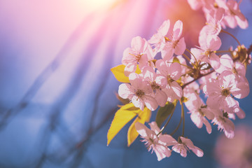 Blooming orchard. Branches with cherry flowers on a  spring sunny day