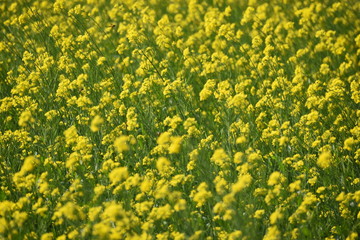 Obraz premium Mustard flower field in India