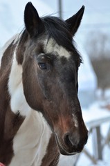 Fototapeta premium Winter evening and the piebald mare