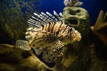 Zebra winged fish swims. Underwater world.