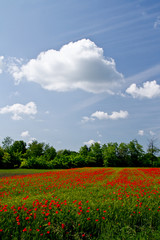 Fototapeta na wymiar field of flowers and blue sky