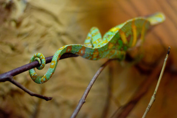 snake on a branch