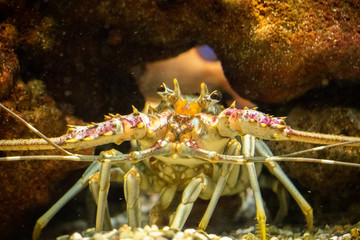 Sea crayfish under a rock