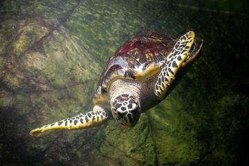 Sea turtle flying underwater