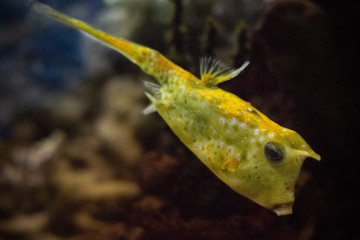 Lactoria cornuta or cow fish swims under water. Underwater world.