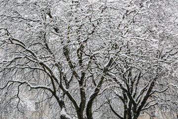 Detail of snow covered tree branches