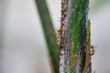 Close up of Ants crawling on green leaves. Macro mode.