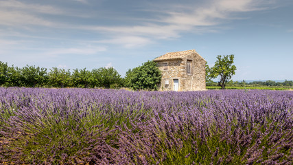 Fototapeta na wymiar Traditional cabanon in a lavender field in Provence