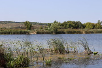 lake in the forest