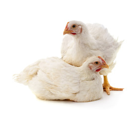 Two white chickens.