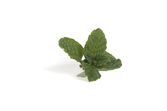 morocha mint