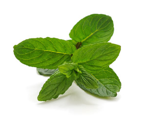 Leaves of green mint.
