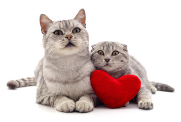 Cats and red heart.
