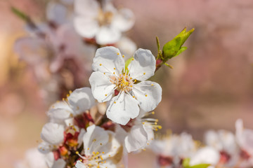 Flower of the apricot close-up on a blurred background