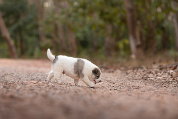 Naklejka na ściany i meble Puppy dog walking on the soil road in the park