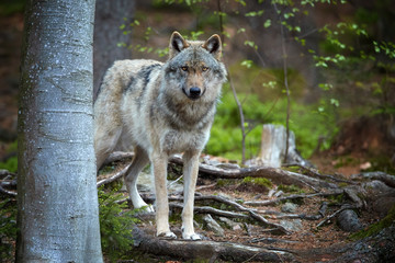 Eurasian wolf, Canis lupus, alpha male in spring european forest, staring directly at camera. Wolf in its biotope. East europe.