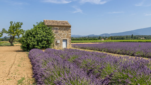 Traditional cabanon in a lavender field in Provence