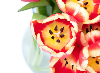 Red and yellow tulips in a vase