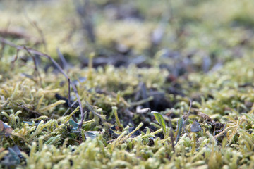 Moss texture in forest in spring, background natural