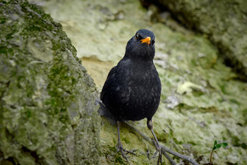 blackbird sitting on the ground in a park closeup