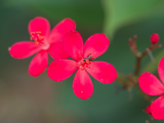 Fototapeta na wymiar flower in the nature