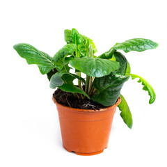 Gerbera leaves in a pot on a white background