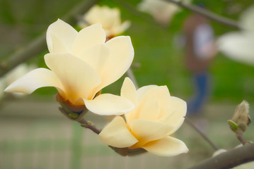 magnolia flower close up spring background