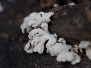 white fungus