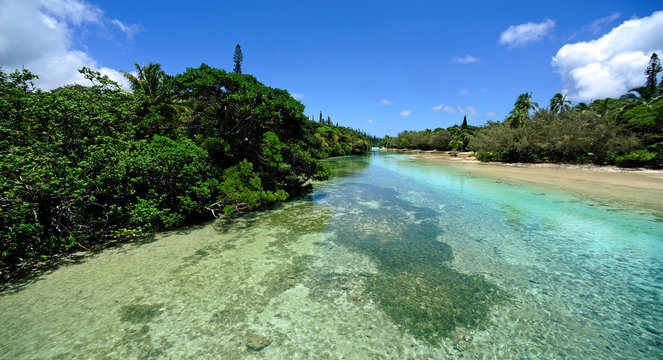 Mangrove auf "&Icirc;le des Pins" / Neukaledonien - Mangrove on "&Icirc;le des Pins" / New Caledonia