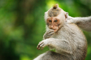 Long-tailed macaque in Sacred Monkey Forest, Ubud, Indonesia