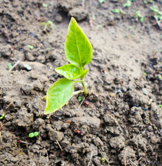 Seedlings green sprout of pepper grows in the soil in spring. The concept of growth of nature, business growth, World Environment Day.