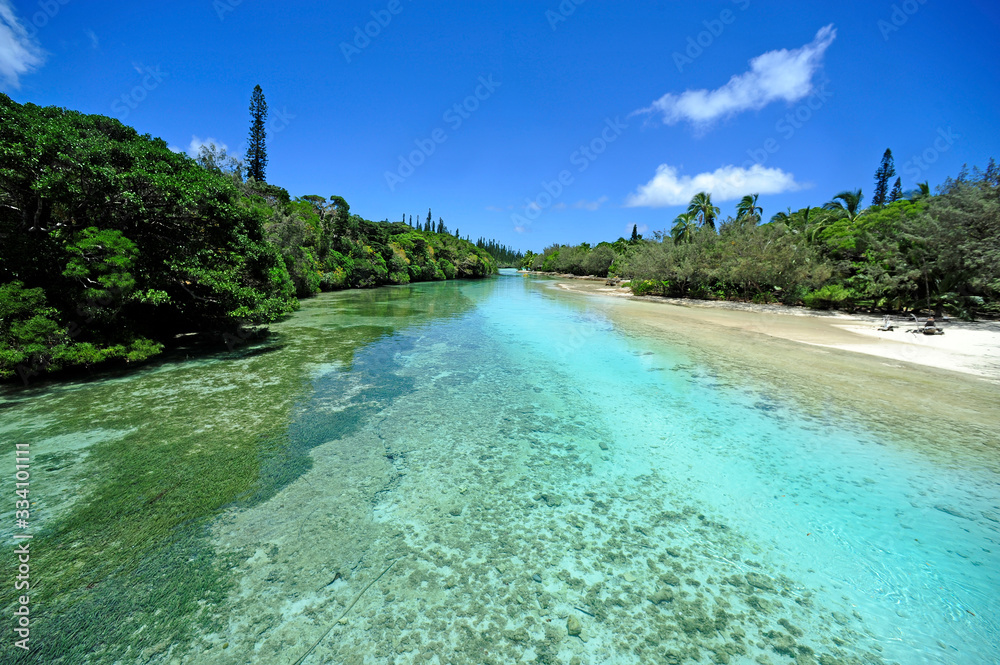 Wall mural Mangrove on 