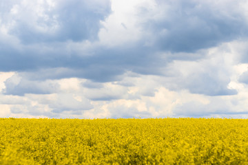 Obraz premium Field of blooming rapeseed in sunny weather and cloudy sky in spring or summer. Ecological culture. Biofuel.