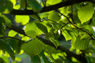 Fototapeta na wymiar Beechtree leaves. Netherlands. 