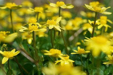 立金花の黄色い花が咲く