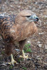 Buzzard buteo close up portrait raptor bird